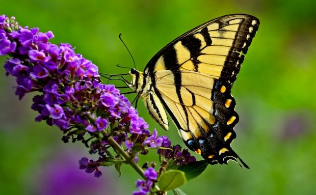 Ucenica zivota - Moja krila koja se razvijaju dok sam u čahuri