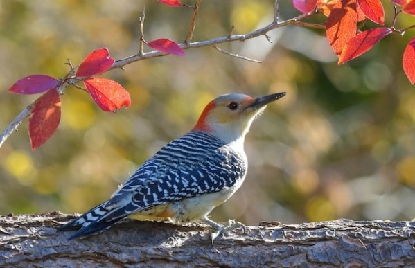 Ucenica Zivota - Pauza od života