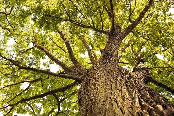 Ucenica Zivota - Prvi susret s Ocem Hrastom