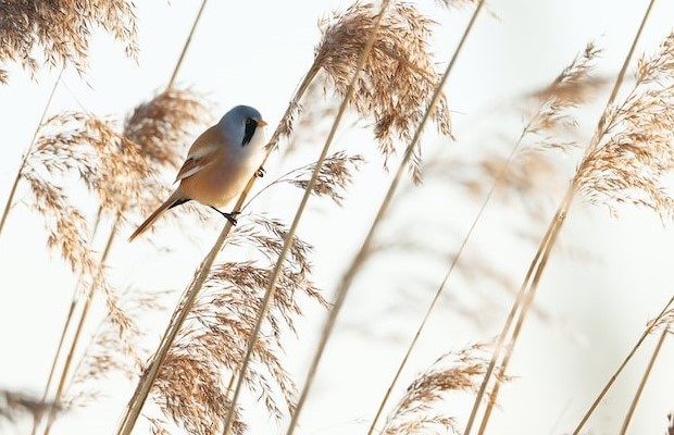 Ucenica Zivota - Materijal za gradnju i rast