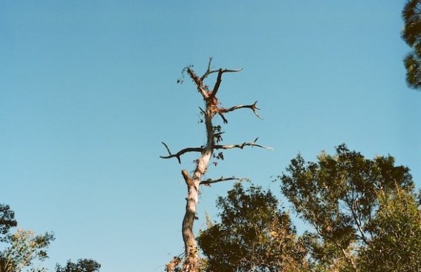 Ucenica Zivota - Šuplje deblo