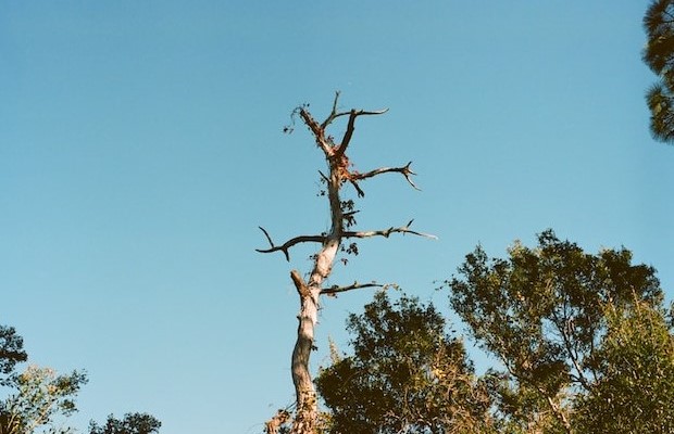 Ucenica Zivota - Šuplje deblo