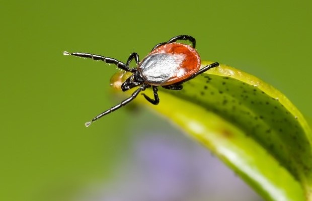 Ucenica Zivota - Krpelj koji je dao svoj život